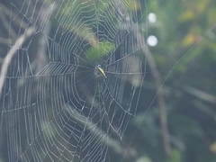 Gasteracantha transversa