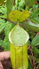 Nepenthes sanguinea