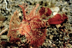 Pteroidichthys amboinensis