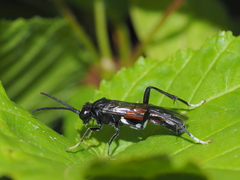 Macrophya blanda