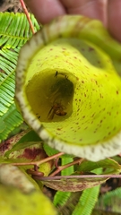 Nepenthes sanguinea