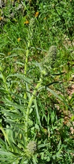 Echium lusitanicum
