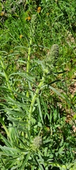 Echium lusitanicum