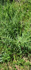 Echium lusitanicum