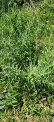 Echium lusitanicum