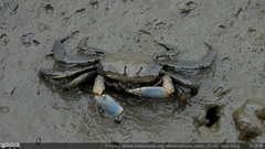 Macrophthalmus tomentosus