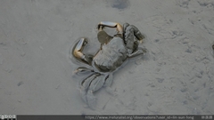 Macrophthalmus tomentosus