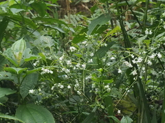 Strobilanthes cernua