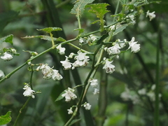 Strobilanthes cernua