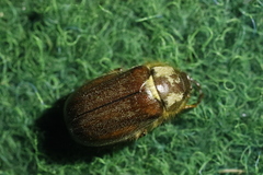 Holochelus