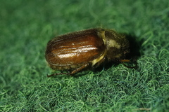Holochelus
