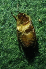 Holochelus