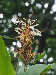 Hedychium roxburghii