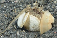Amphioctopus marginatus