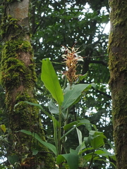 Hedychium roxburghii