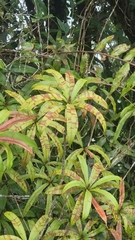Oleandra neriiformis