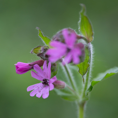 Microbotryum silenes-dioicae