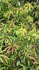 Oleandra neriiformis