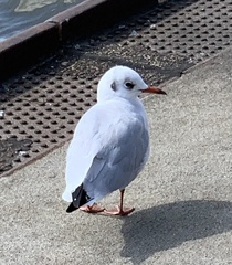 Chroicocephalus ridibundus