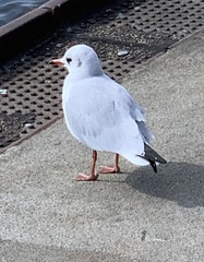 Chroicocephalus ridibundus