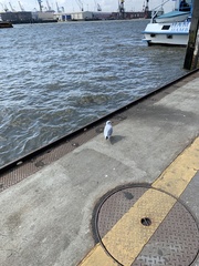 Chroicocephalus ridibundus