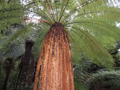 Dicksonia fibrosa