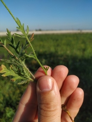 Papaver dubium stevenianum