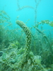 Curly Waterweed - Photo (c) Davide Grigoletto, some rights reserved (CC BY-NC), uploaded by Davide Grigoletto