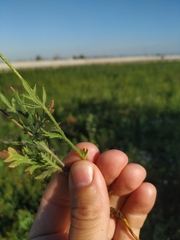 Papaver dubium stevenianum