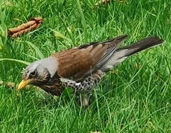 Turdus pilaris