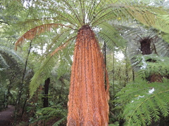 Dicksonia fibrosa