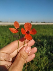 Papaver dubium stevenianum