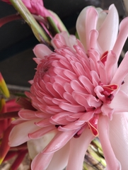 Etlingera elatior