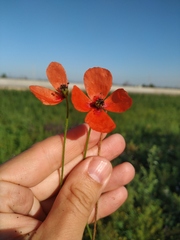 Papaver dubium stevenianum