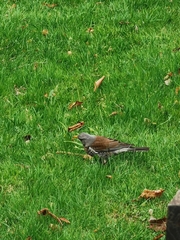 Turdus pilaris