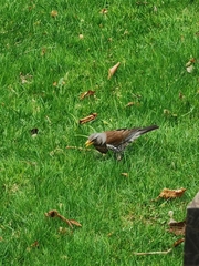 Turdus pilaris