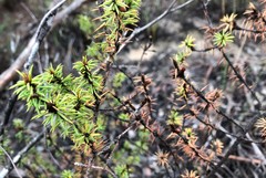 Pultenaea acerosa