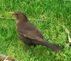 Turdus merula