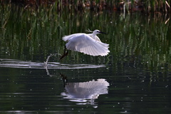 Egretta garzetta