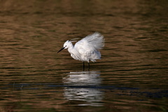 Egretta garzetta