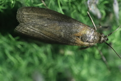 Sciota fumella