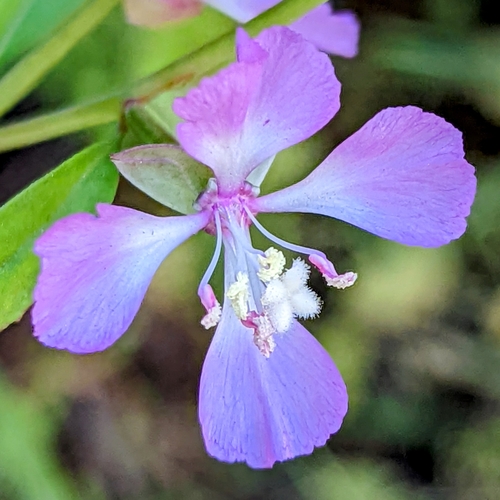 Campo clarkia (Clarkia delicata)