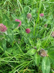 Trifolium pratense