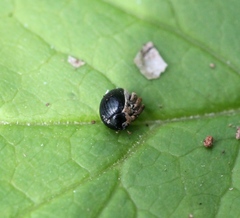 Orobitis cyanea