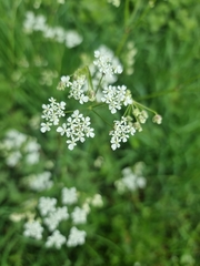 Anthriscus sylvestris
