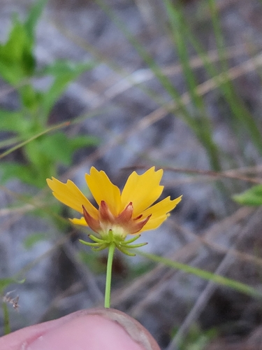 Coreopsis basalis image