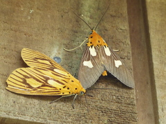 Asota australis
