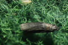 Sciota fumella