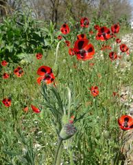 Papaver commutatum