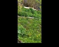 Heracleum sosnowskyi